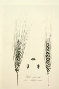 2-26 Blé géant du Milanais Vilmorin