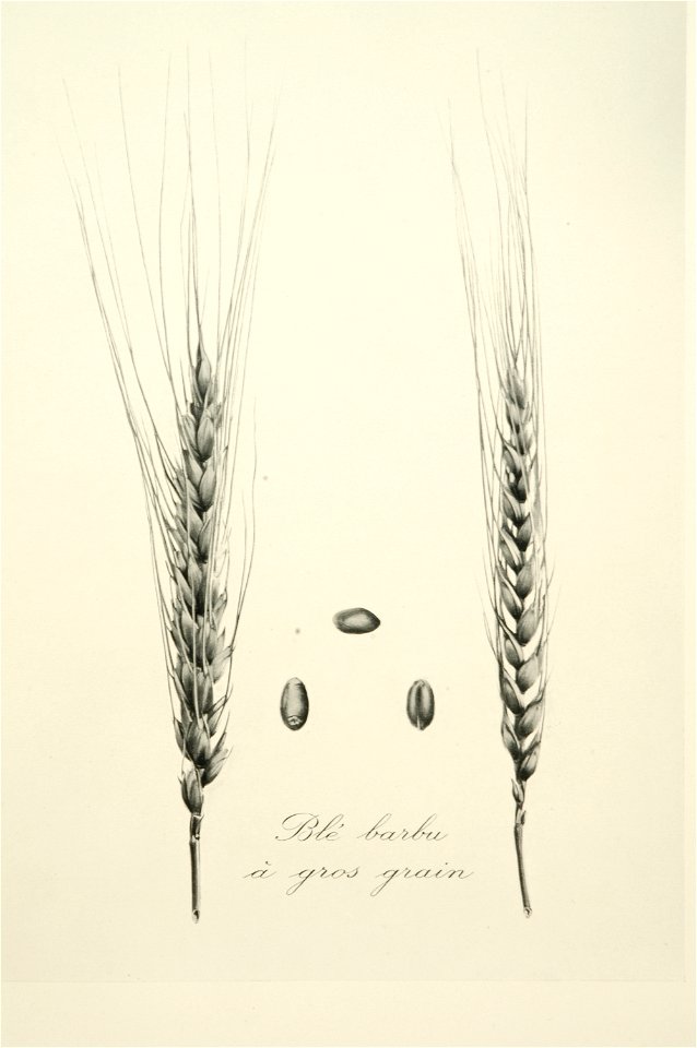2-21 Blé barbu à gros grain Vilmorin