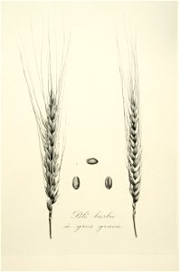 2-21 Blé barbu à gros grain Vilmorin
