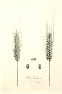 2-25 Blé Poulard à six rangs Vilmorin