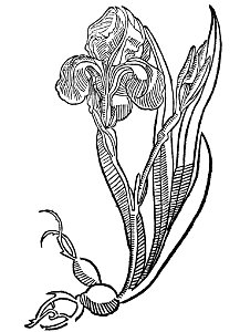 20 Affodillus goltwortz