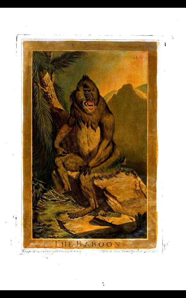 20, Great Baboon, Charles Catton's Animals (1788)