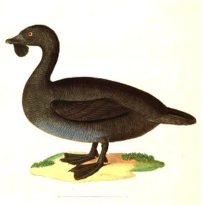Biziura lobata 1838