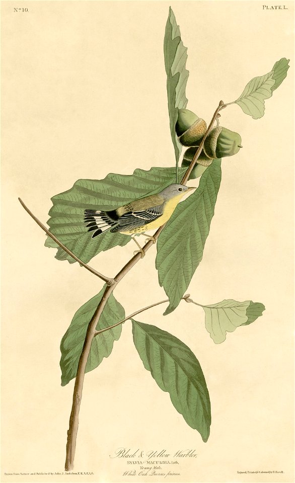 Black & Yellow Warbler (Audubon)