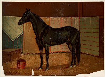 Black Cloud, a horse in stable) - Scott Leighton LCCN95505018