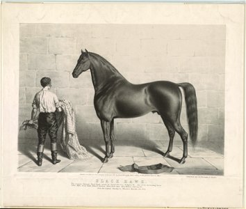 Black Hawk - from the original painting by Theodore Marsden ; J.H. Bufford's lith. LCCN92510104