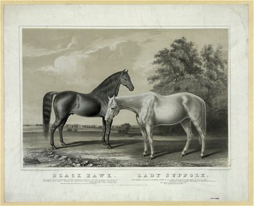 Black Hawk, Lady Suffolk - from the original painting by Theodore Marsden ; J.H. Bufford's, lith. LCCN92510099