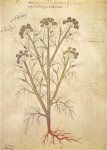 C.A.J. Stratiotes chiliophyllos