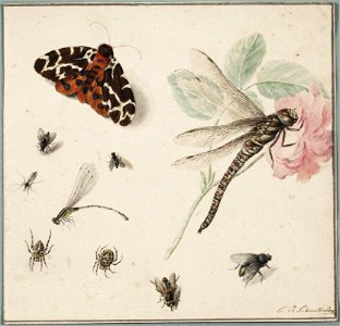 C.J. Schmetterling - Insecten en een roos