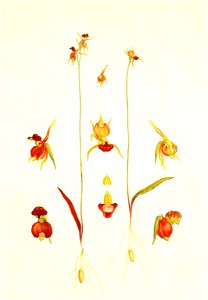 Caleana major (Bauer)