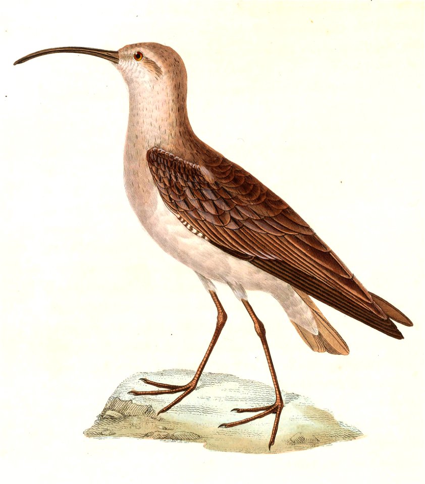 Calidris ferruginea 1838