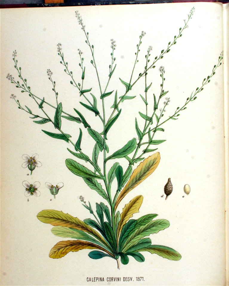 Calepina corvini — Flora Batava — Volume v18