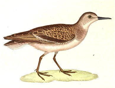 Calidris temminckii 1838
