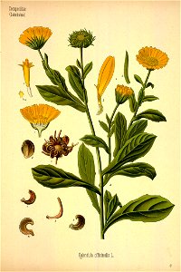 Calendula officinalis - 001x