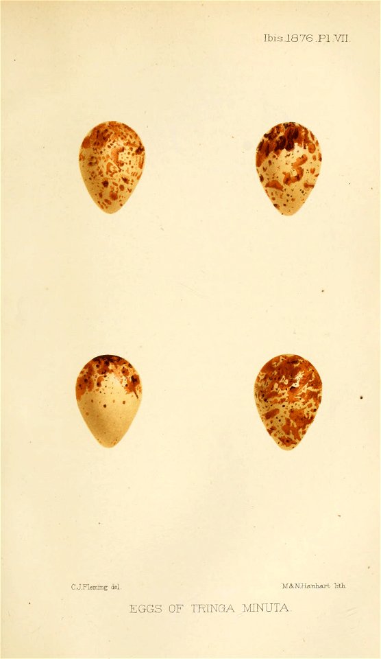 Calidris minuta eggs 1876