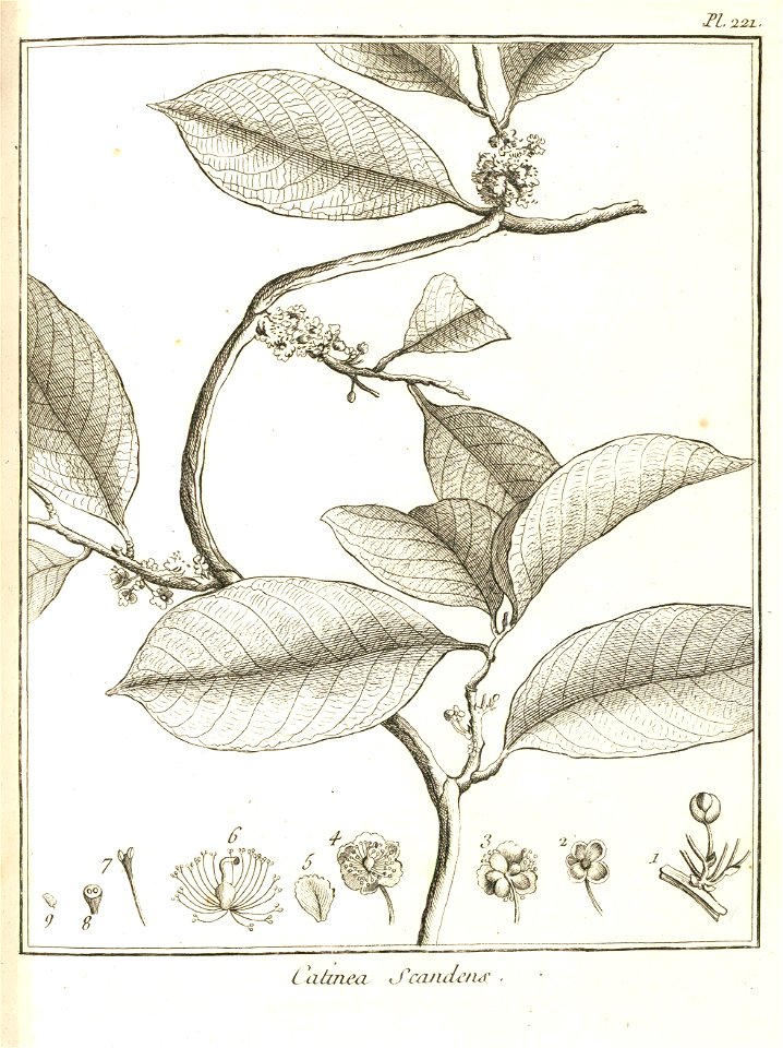 Calinea scandens Aublet 1775 pl 221
