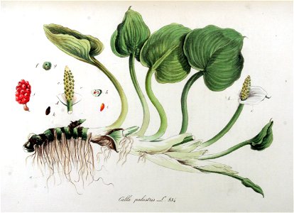 Calla palustris — Flora Batava — Volume v11