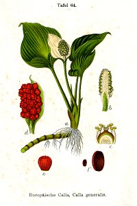 Calla palustris Sturm64