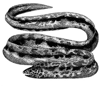 Callechelysmarmorata