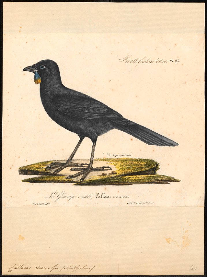 Callaeas cinerea - 1825-1834 - Print - Iconographia Zoologica - Special Collections University of Amsterdam - UBA01 IZ15700081