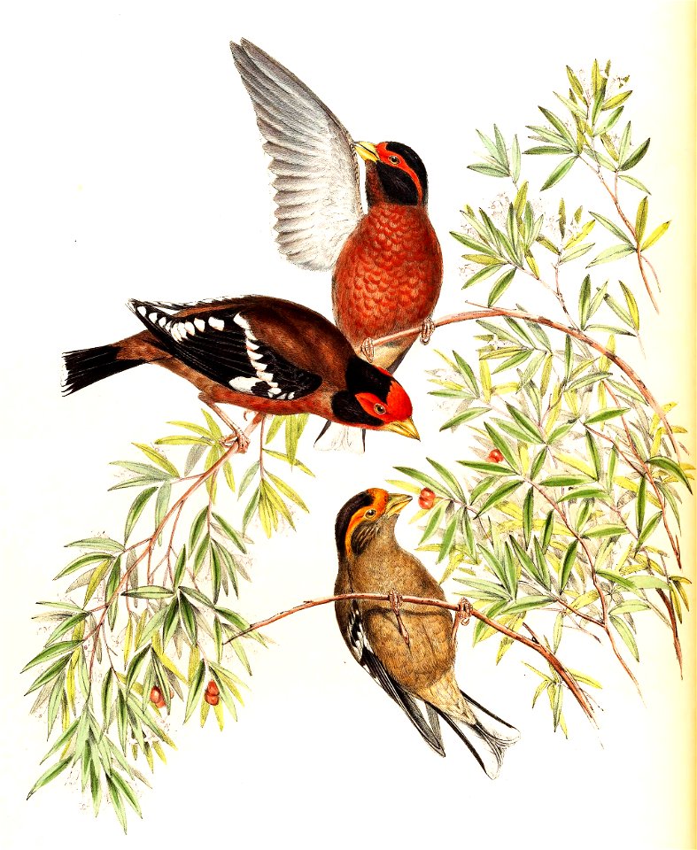 CallacanthisBurtoniGould