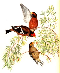 CallacanthisBurtoniGould
