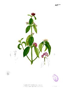 Callicarpa formosana Blanco2.427b