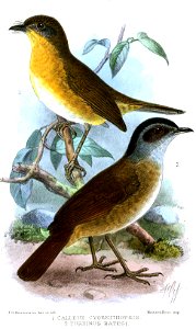 CalleneTurdinusKeulemans
