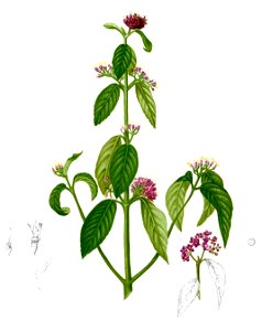 Callicarpa formosana Blanco2.427b-cropped