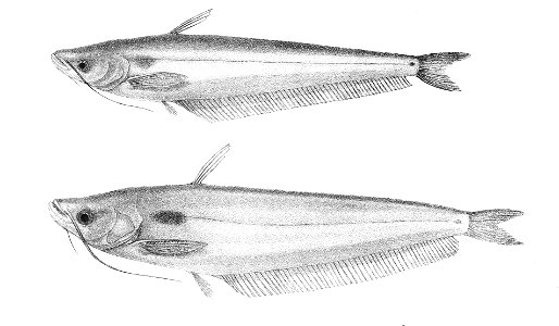 Callichrous pabda Mintern 111