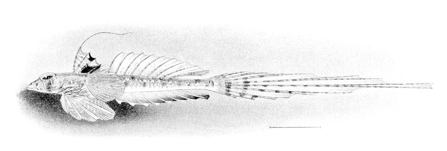 Callionymus decoratus