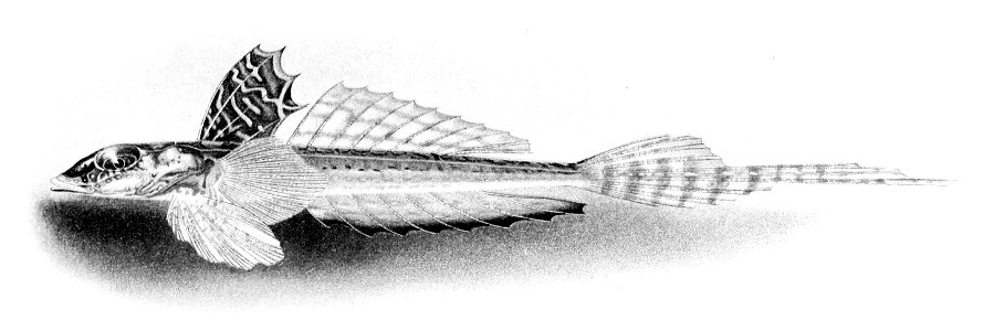 Callionymus caeruleonotatus