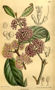 Callicarpa giraldiana 142-8682