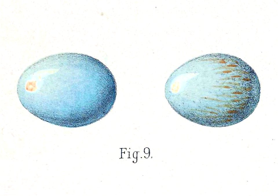 Calliope pectoralis tschebaiewi eggs 1889