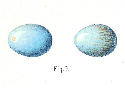 Calliope pectoralis tschebaiewi eggs 1889
