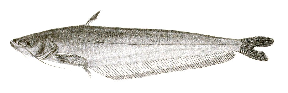 Callichrous malabaricus Mintern 111
