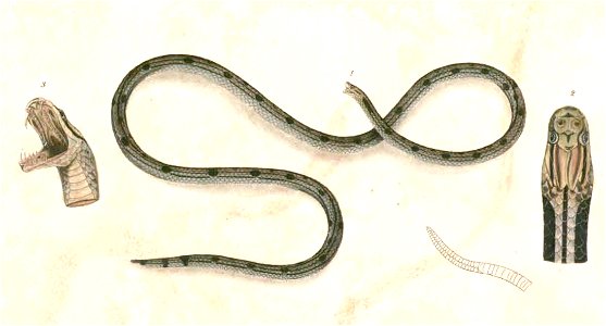 Calliophis gracilis Hardwicke