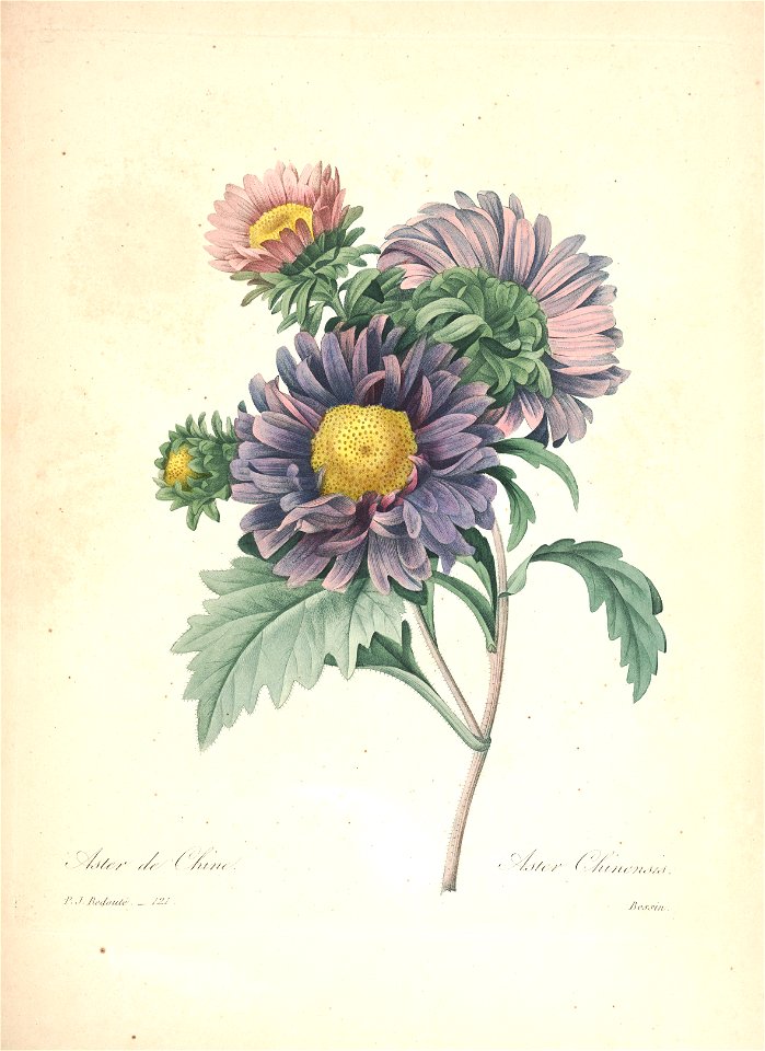 Callistephus sinensis