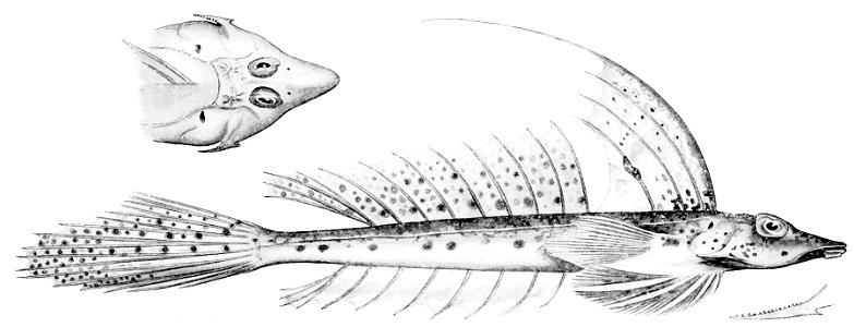 Callionymus grossi