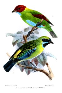 CallisteKeulemans