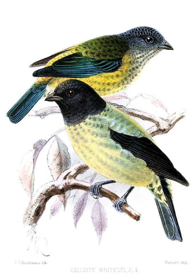 CallisteWhitelyiKeulemans