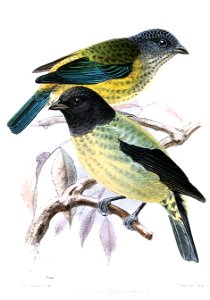 CallisteWhitelyiKeulemans