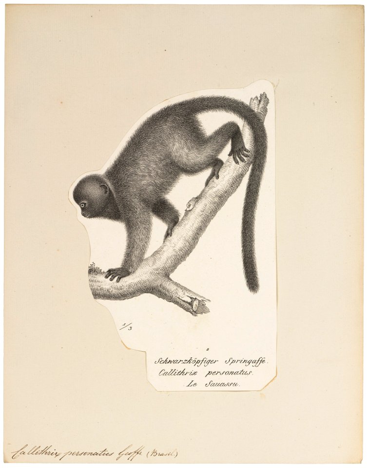 Callithrix personatus - 1809-1845 - Print - Iconographia Zoologica - Special Collections University of Amsterdam - UBA01 IZ20200088