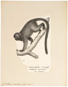 Callithrix personatus - 1809-1845 - Print - Iconographia Zoologica - Special Collections University of Amsterdam - UBA01 IZ20200088