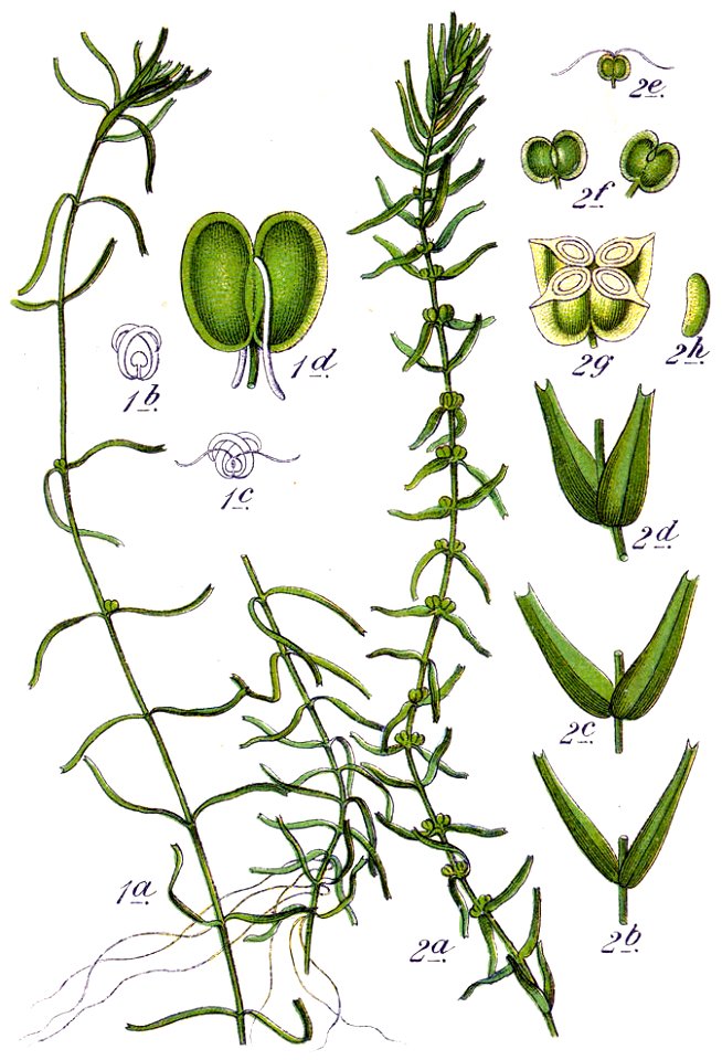 Callitriche spp Sturm38
