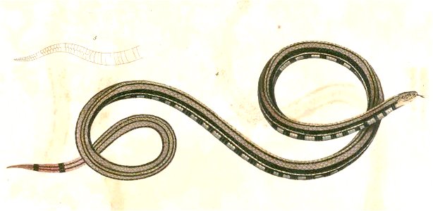 Calliophis intestinalis Hardwicke