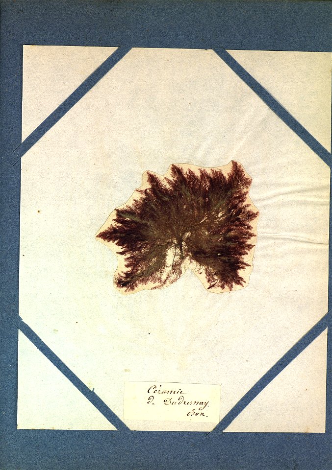 Callithamnion dudresnayi