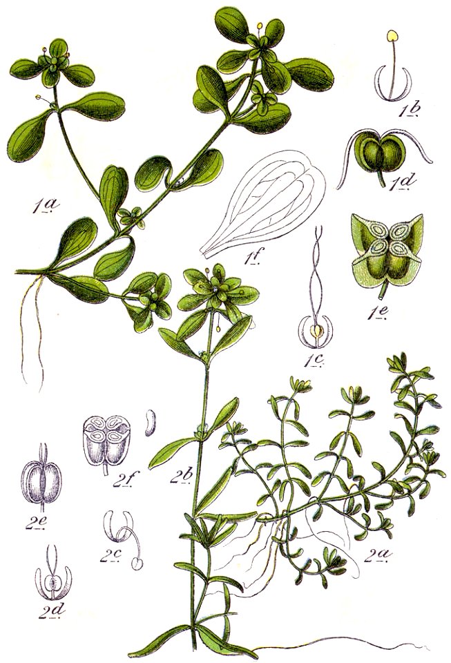 Callitriche spp Sturm37