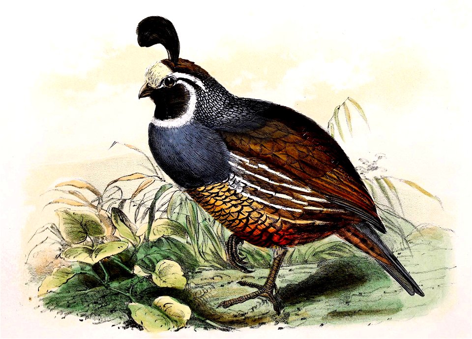 Callipepla californica 1869