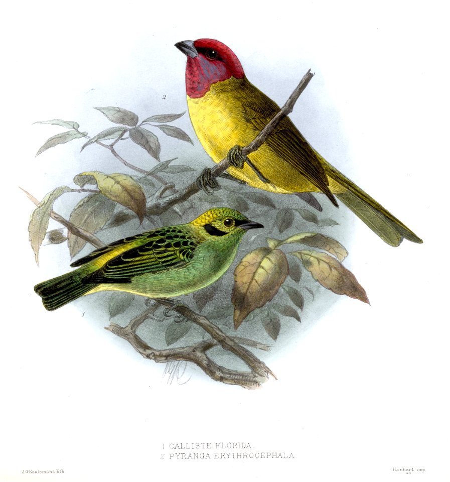 CallistePyrangaKeulemans